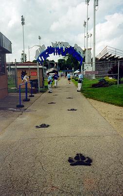 Photo of wolf prints into ballpark